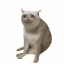 Cash Cat (CASHCAT)